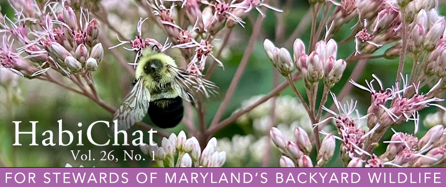 HabiChat Vol.26, No. 1 For Stewards of Maryland's Backyard Wildlife - photo of a bee on a flower