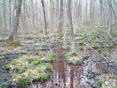 Habitat photo for Four-toed Salamander courtesy of Rebecca Chalmers