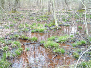 Photo of Eastern Narrow-mouthed Toad Habitat courtesy of Rebecca Chalmers