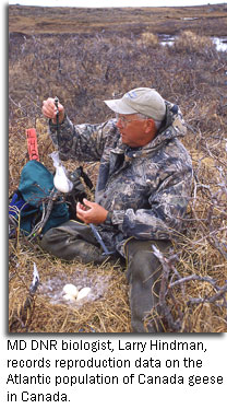 MD DNR biologist, Larry Hindman, records reproduction data on the Atlantic population of Canada geese in Canada 