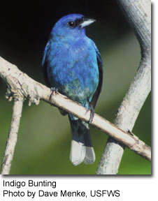 Indigo Bunting, photo by Dave Menke, USFWS