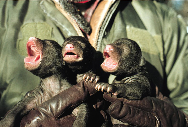 Newborn cubs during a den survey by USFWS