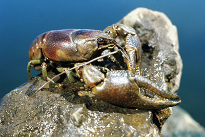 Rusty Crayfish by Wisconsin DNR