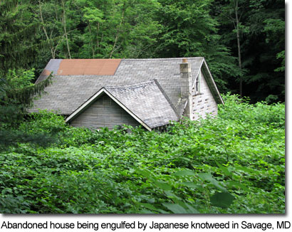Abandoned house being engulfed by Japanese knotweed in Savage, MD, photo by Kerry Wixted