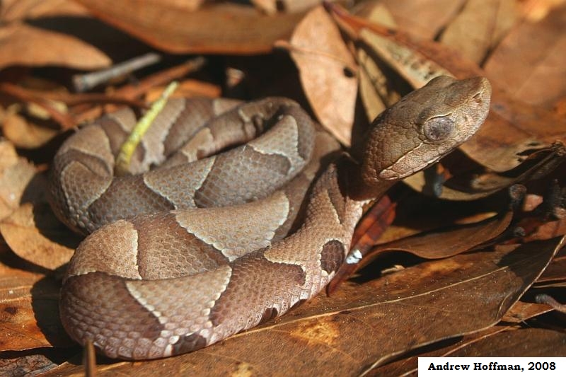 Photo of Juvenile Copperhead by Andrew Hoffman, Flickr CC by NC 2.0. 