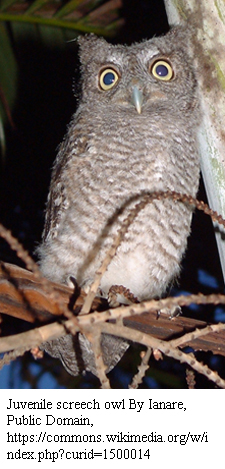 Juvenile screech owl photo By Ianare