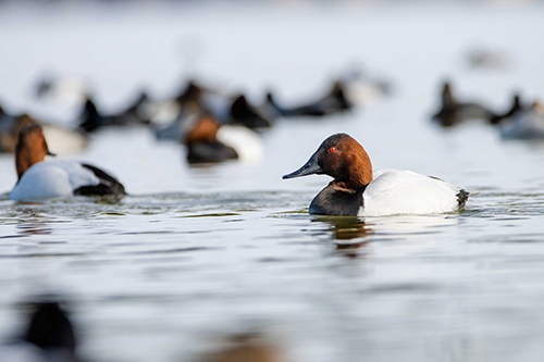 Canvasback ducks