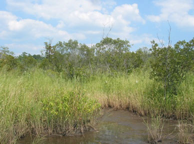 Photo of  Little Mill Creek, habitat for Southern Leopard Frog