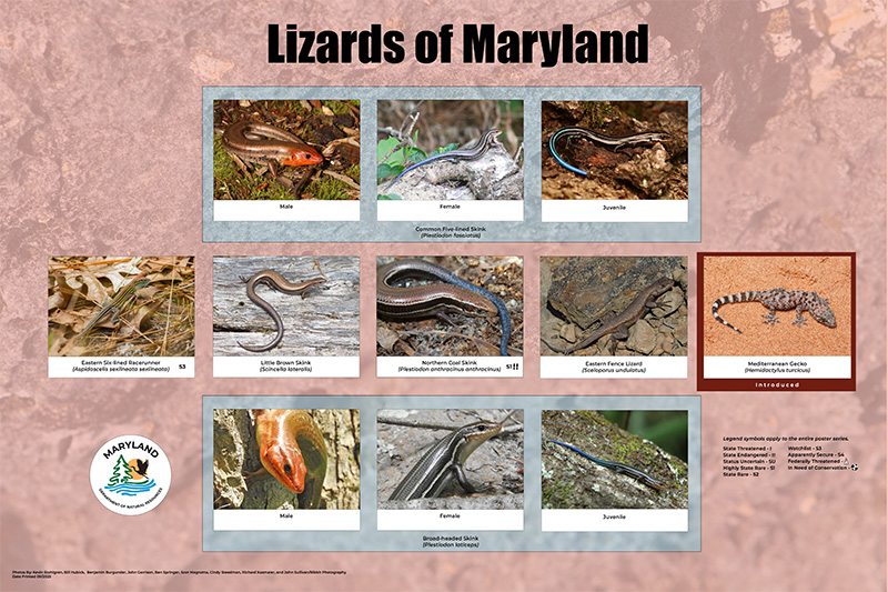 Click to download a copy of the lizard poster for printing. It has all the lizards of Maryland pictured on it.