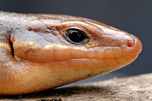 Close-up Broad-headed Skink, Photo by John White