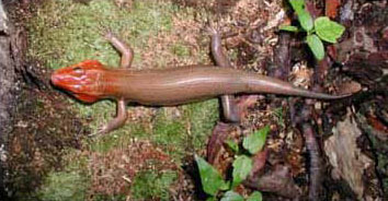 Adult Broad-headed Skink, Photo by Clint Otto