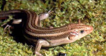 Common Five-lined Skink Adult Photo by Matt Sell