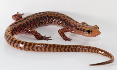 Adult Photos of Long-tailed Salamander courtesy of Brian Gratwicke, CC by 2.0
