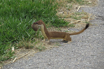 Weasel with mouse prey by Bryant Olsen, Flickr CC BY-NC 2.0
