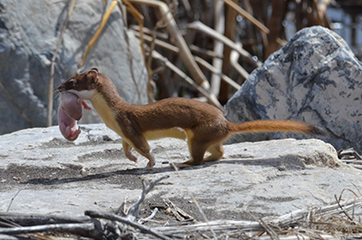 Weasel with baby by Wayne Watson USFWS Mountain-Prairie Flickr CC BY 2.0