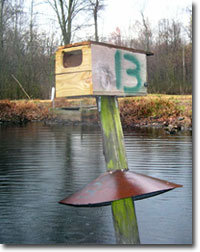 Horizontal Wood Duck Nest Box Used in Research