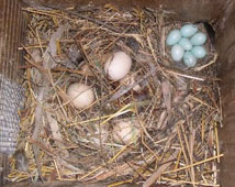Wood Duck Nest Box Interior with both Wood Duck & Starling eggs