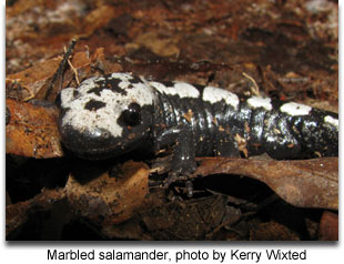 Marbled salamander, photo by Kerry Wixted