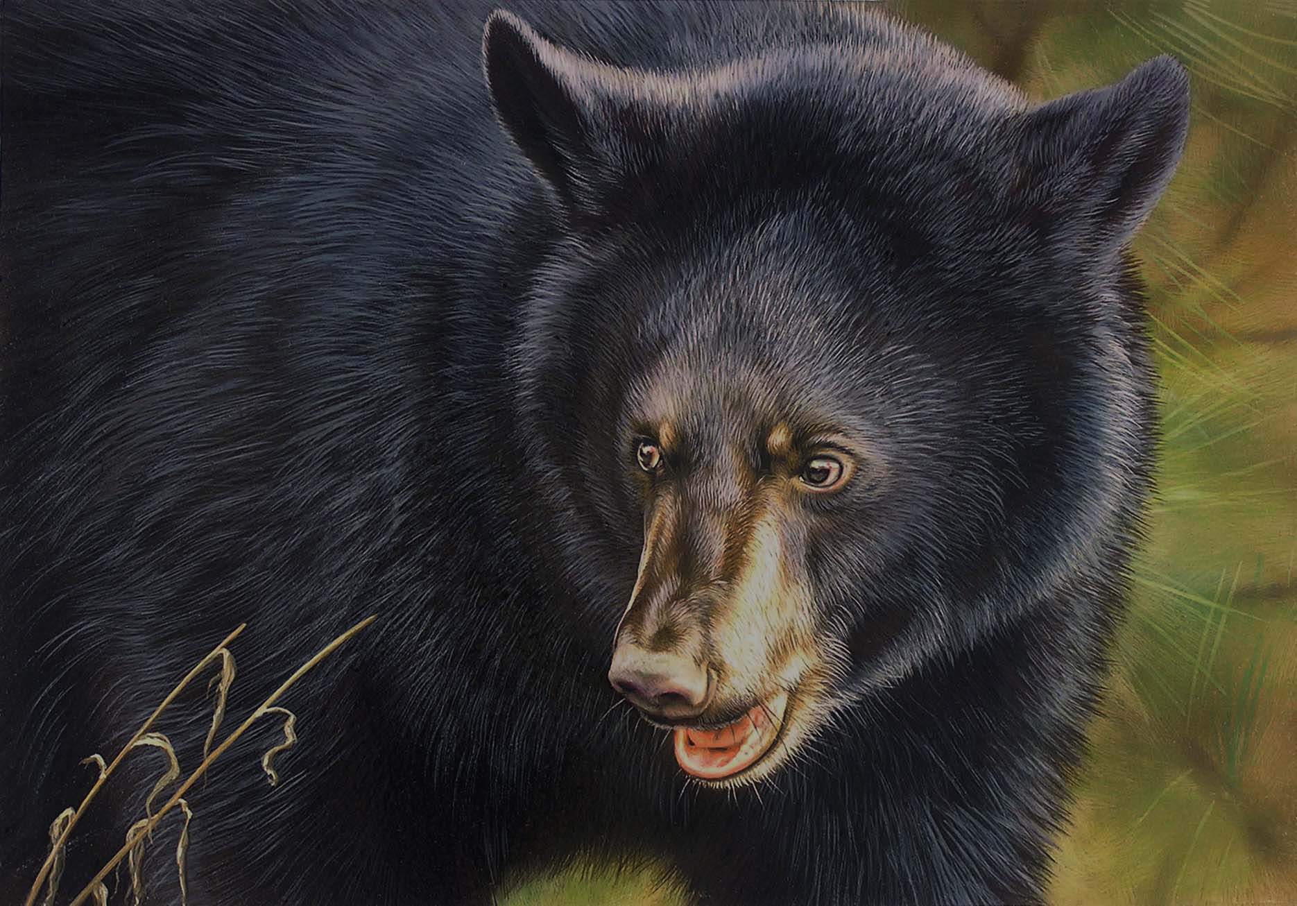 2017-2018 Maryland Black Bear Conservation Stamp winning design - by Steve Oliver