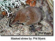 Masked Shrew, photo courtesy of Phil Myers