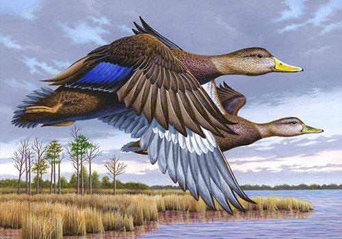 Winning entry of the 2024-2025 Maryland Migratory Game Bird Stamp Contest: 