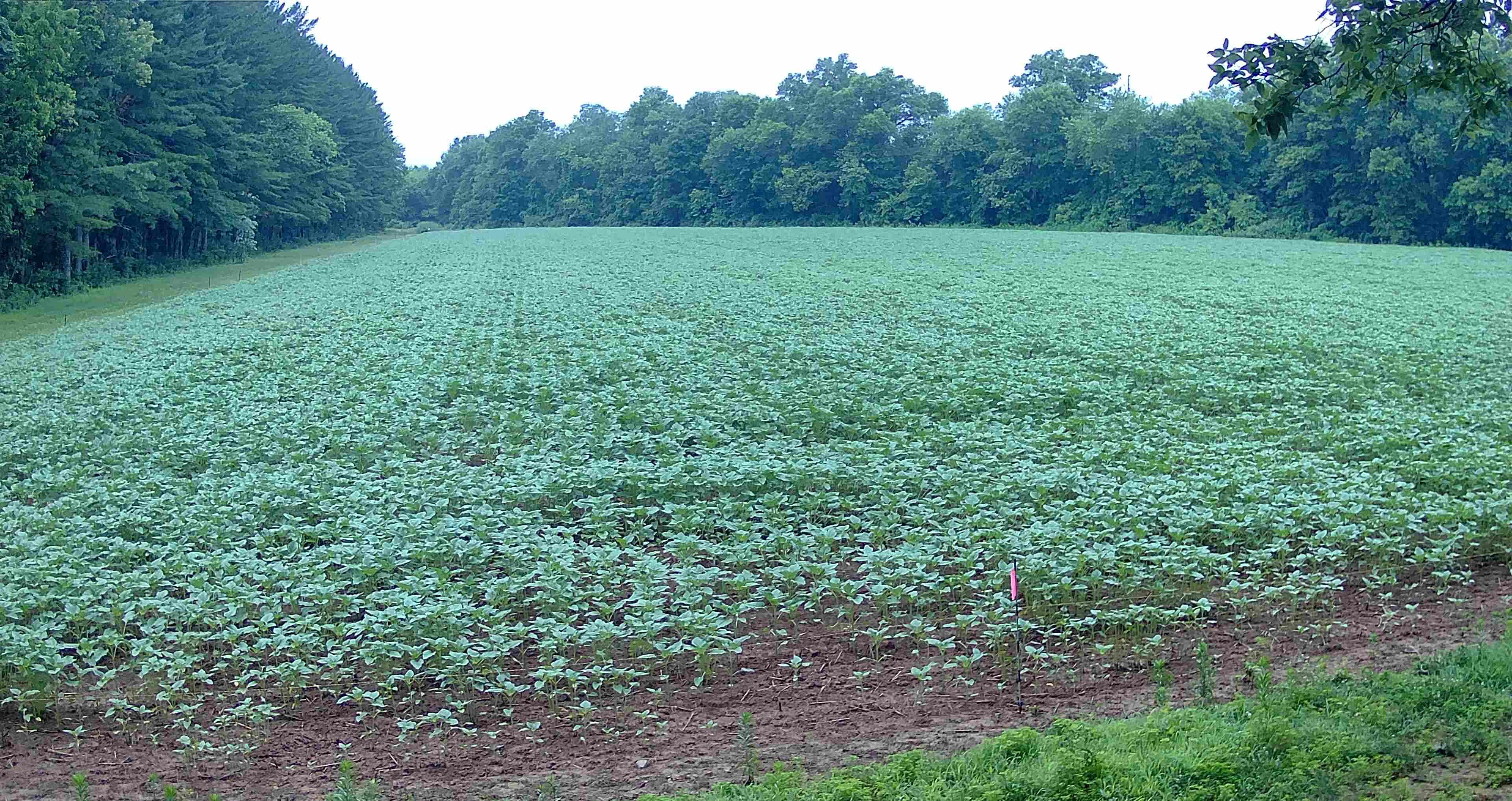 Picture of field with emerging green vegetation