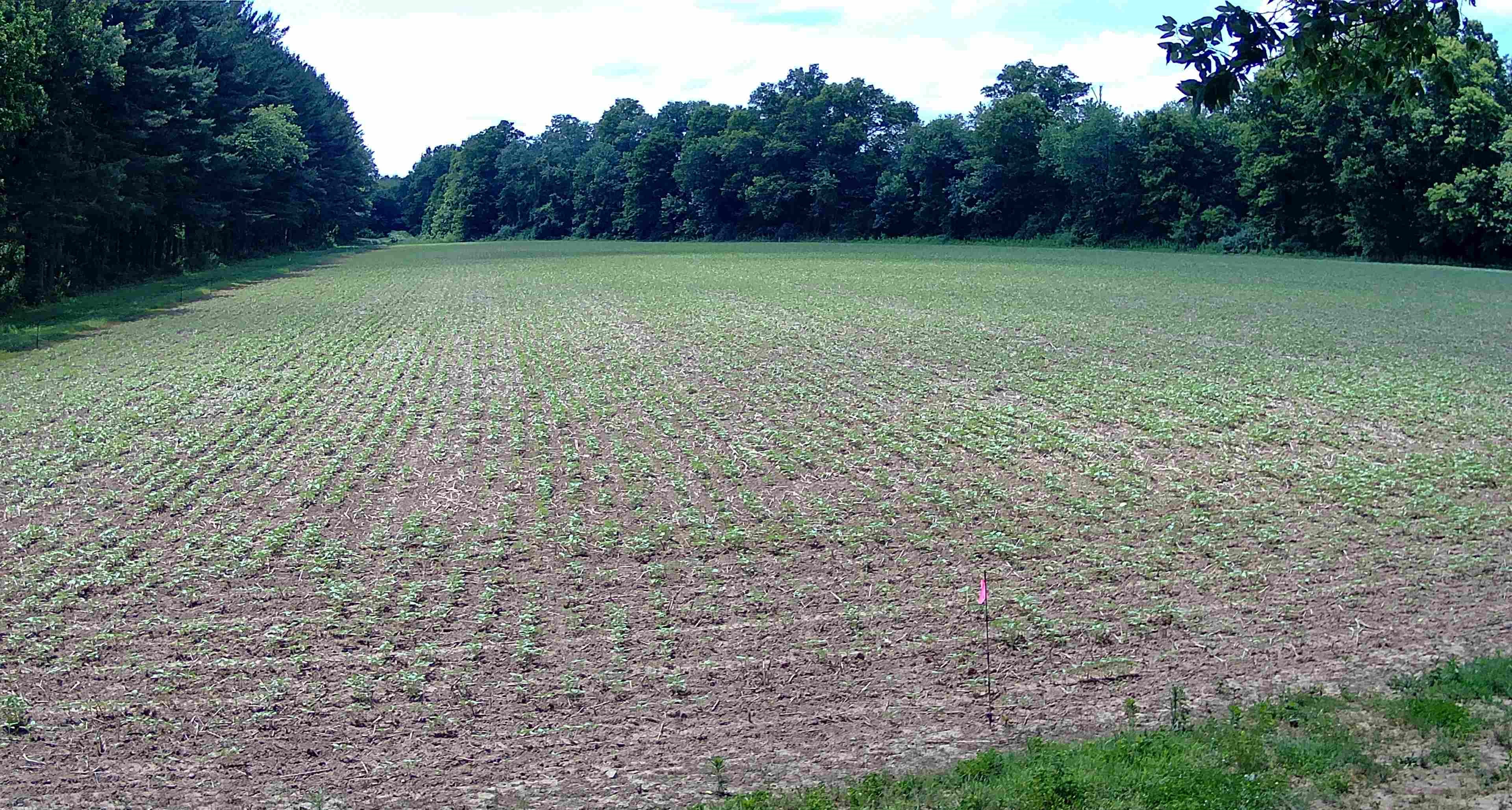 Picture of field with emerging green vegetation
