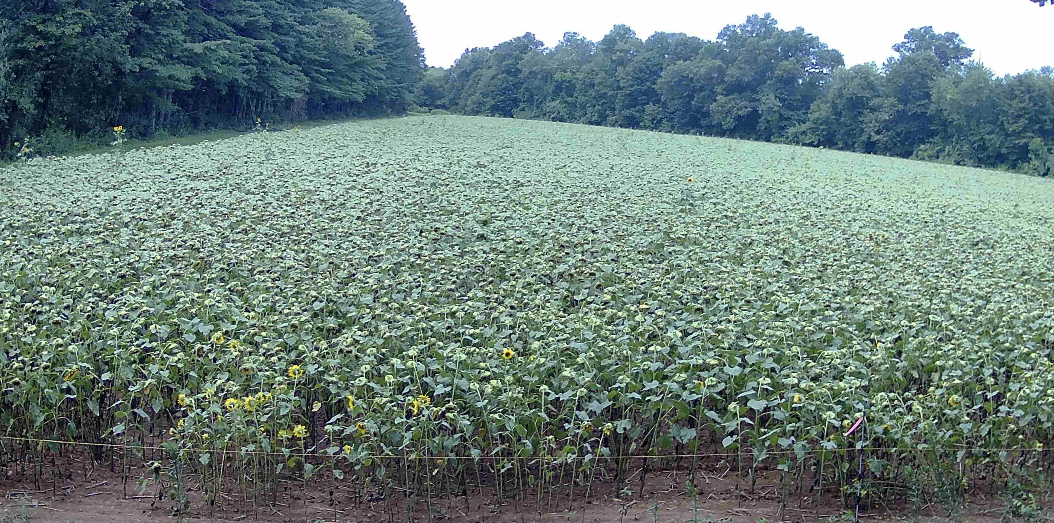 Sunflower field in bloom