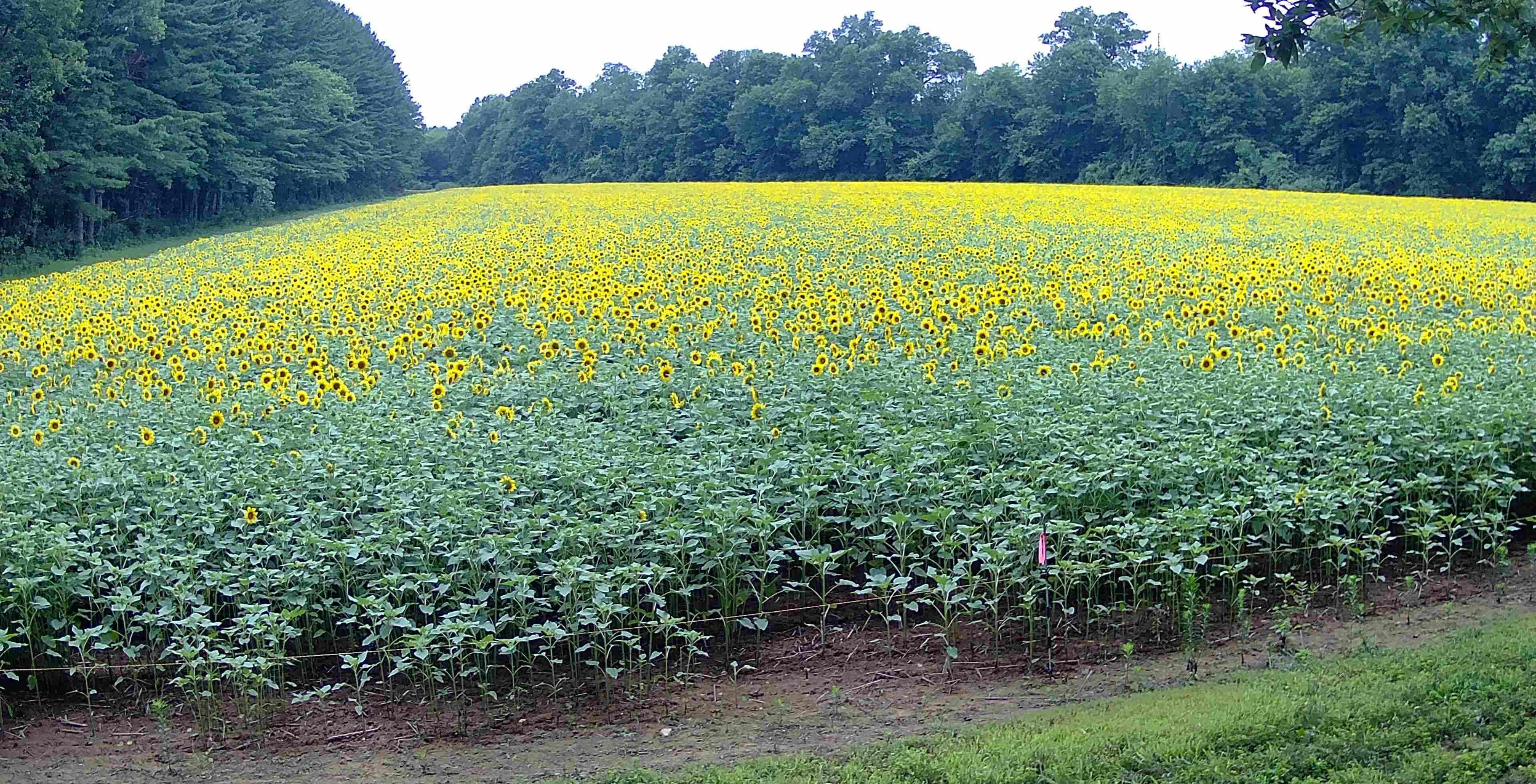 Field with flowering sunflower heads.