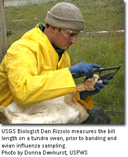 USGS Biologist Dan Rizzolo measures the bill length on a tundra swan, prior to banding and avian influenza sampling, photo by Do