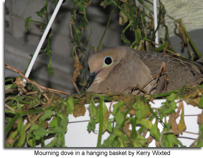 Mourning dove in a hanging basket by Kerry Wixted