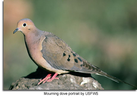 Mourning dove portrait by USFWS