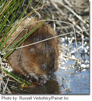 Photo of Muskrat, courtesy of Russell Verbofsky, Painet-Inc