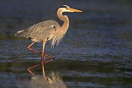 Great Blue Heron on marsh