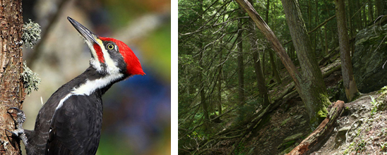 Pileated Woodpecker and Eastern Hemlocks