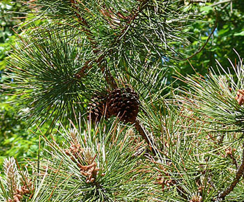 Pitch Pine Cones