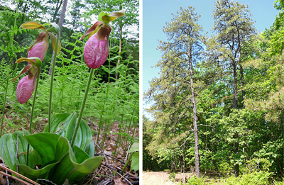 Pink Lady's-Slipper and Pitch Pines