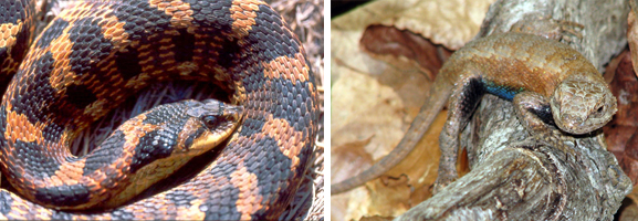 Eastern hog-Nosed Snake and eastern Fence Lizard 