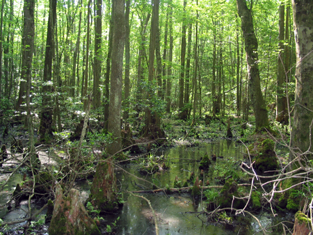 Hickory Point Cypress Swamp Photo