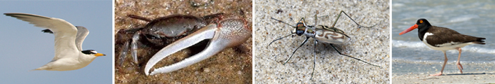Least Tern, Mud fiddler Crab, White Tiger Beetle, and the American Oystercatcher