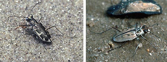 Tiger Beetle Photo Collage. Photos by Tom D. Schultz