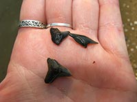 Photo of Calvert Cliffs shark teeth y Kerry Wixted