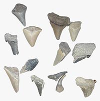 Fossilized sharks teeth, Wikimedia Commons