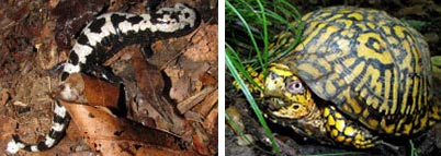 Marbled Salamander (left) and Eastern Box Turtle (right) photos by Kerry Wixted