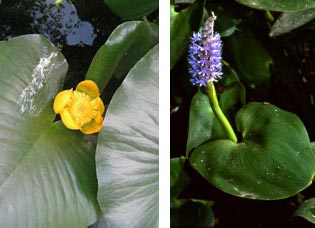 Yellow pond-lily (left) , photo by Claire Houck/Wikimedia Commons. Pickeral Weed, Photo by R.H. Wiegand
