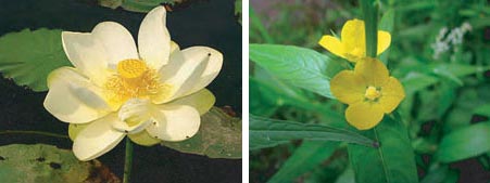 American Lotus & Primrose-willow, photos by Kerry Wixted