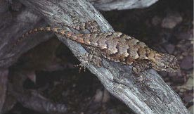 Eastern Fence Lizard, photo by R.H. Wiegand