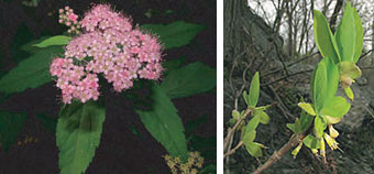 Leatherwood (left) and Japanese spiraea on right, photos by Kerry Wixted
