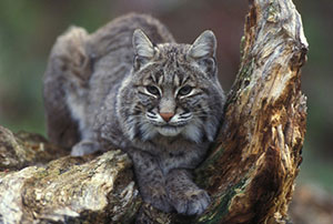 Bobcat, photo courtesy of USFWS