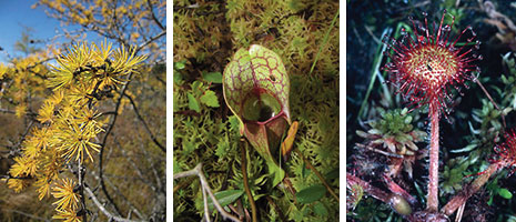 Photo collage of tree and plants in Cranesville Swamp